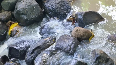 Brown river water flows Stock Footage 240520899