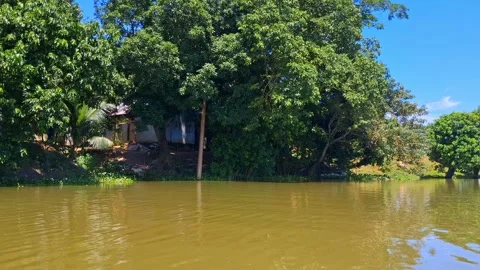 Brown river water with green trees on the shore Vídeo Stock 331805627