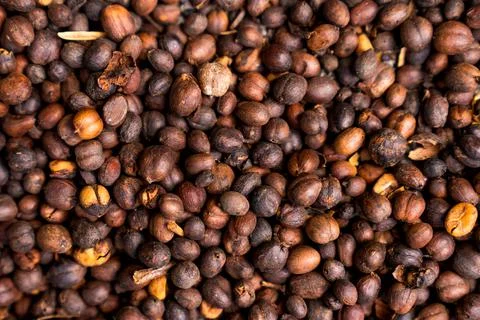 Brown roasted cocoa beans. Background, the process of making cocoa Stock Photos