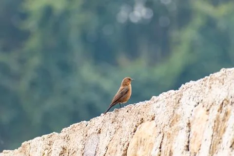 Brown Rock Chat Perched on Stone in Natural Habitat Stock Photos