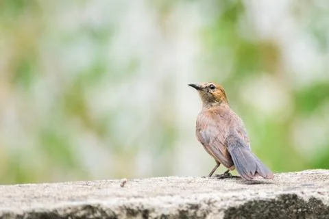 Brown Rock Chat perching on a wall Stock-Fotos