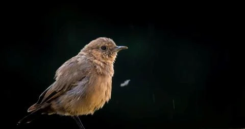 The brown rock chat Stock Photos