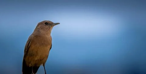 The brown rock chat Stock Photos