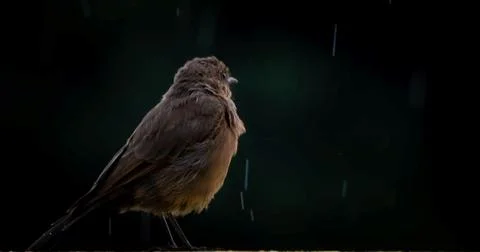 The brown rock chat Stock Photos