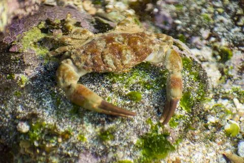 Brown rock crab resting on algae-covered stones underwater in a tide pool. Stock Photos