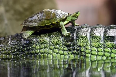 Brown roofed turtle Stock Photos