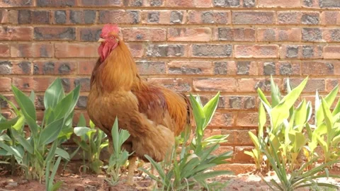 Brown rooster crowing Stock Footage