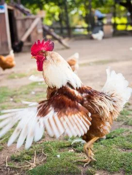 Brown Rooster flapping its wings on green grass Foto stock