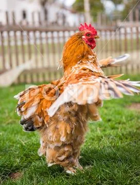 Brown Rooster flapping its wings on green grass Stock Photos