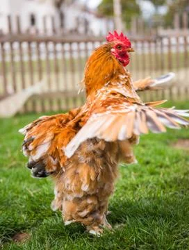 Brown Rooster flapping its wings on green grass 库存照片