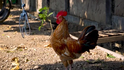Brown Rooster Foraging In A Rural Farmyard Setting During Sunny Afternoon Lig Stock Footage 340454844