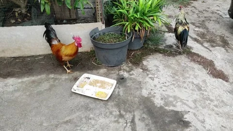 A brown rooster is interrupted while eating from a container Stock Footage 260677315