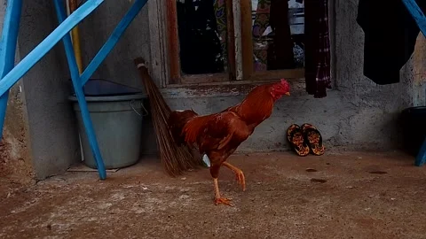 The brown rooster is looking for his enemy Stock Footage 196821311