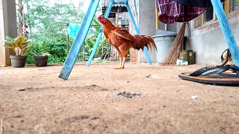 The brown rooster is perching Stock Footage 196821208