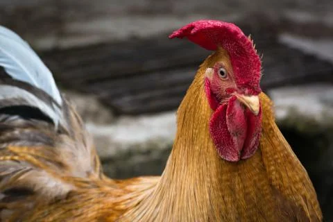 Brown rooster Stock Photos