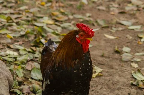 Brown rooster Stock Photos