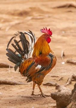 Brown rooster Stock Photos