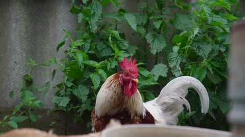 Brown rooster with red crest stands by bush in backyard Stock Footage 135960478