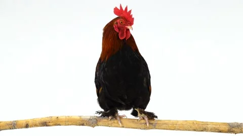 Brown rooster sitting on a branch Stock Footage 105008541