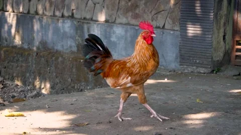 A Brown Rooster Walking On A Dusty Ground Next To A Textured Stone Wall In .. Stock Footage 340454665