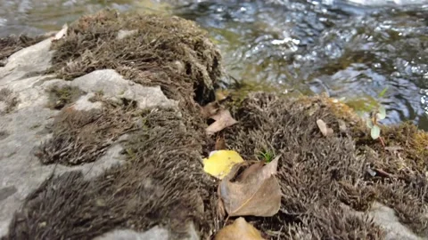 Brown roots and clean stream 4K Stockbeeldmateriaal 162213665