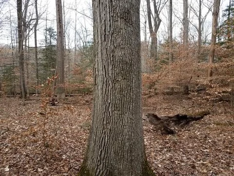 Brown rough tree trunk bark in forest or woods Stock Photos