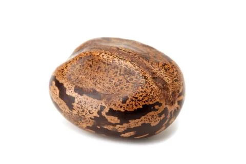 Brown rubber seed Stock Photos