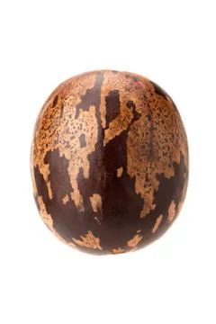 Brown rubber seed Stock Photos