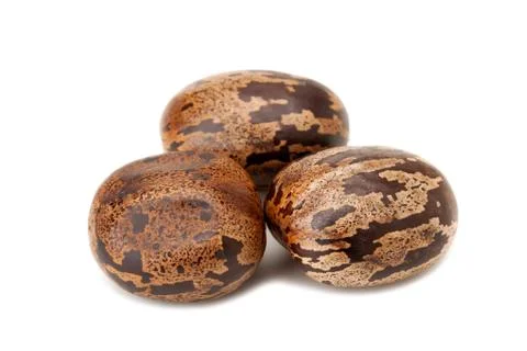 Brown rubber seed Stock Photos