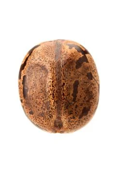 Brown rubber seed Stock Photos