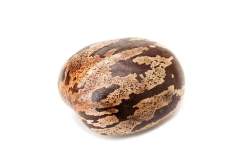Brown rubber seed Stock Photos