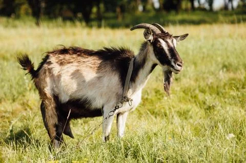 Brown rustic goat in the pasture. Stock Photos