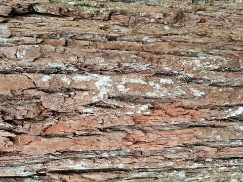 Brown rustic wood texture Foto stock