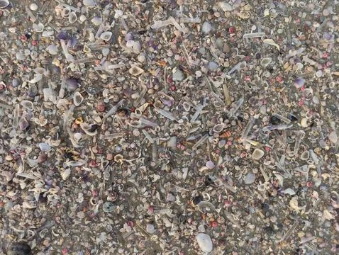 Brown sandy soil texture with a collection of small shells on the beach Stock Photos