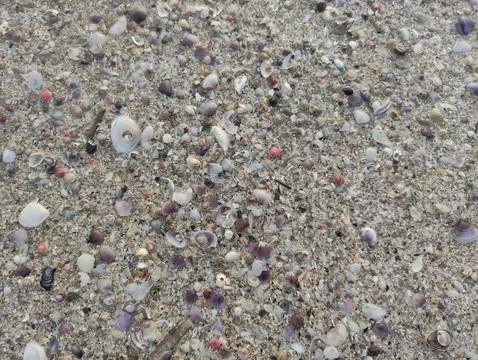 Brown sandy soil texture with a collection of small shells on the beach Stock Photos