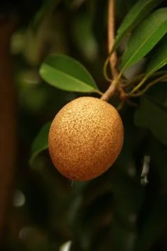 Brown Sapodilla Stock Photos