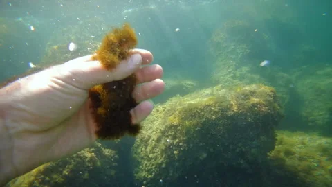 Brown sargassum algae floating just beneath the water surface, with submerged Stock Footage 339793056