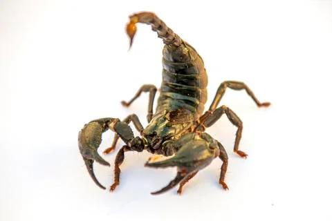 Brown scorpion isolate on white background Foto stock
