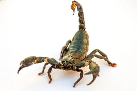 Brown scorpion isolate on white background Stock Photos