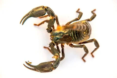 Brown scorpion isolate on white background Stockfoto's