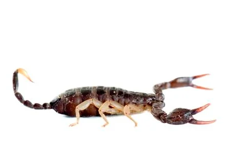 Brown scorpion Stock Photos