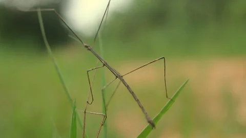 Brown Scorpion Tail Stock Footage 103499441