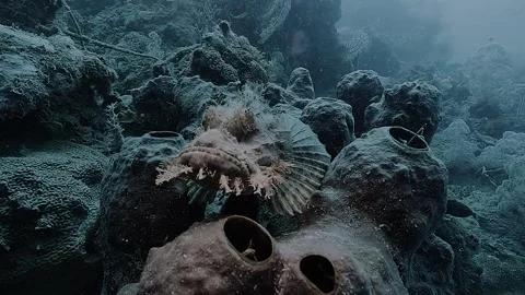 Brown Scorpionfish Facing Camera on Dark Coral Reef 스톡 동영상 338365272