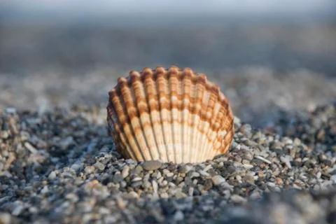 Brown sea shell on beach Stock Photos