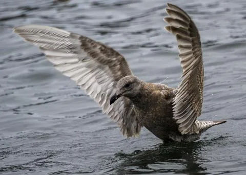 Brown seabird spreads wings while landing on calm water surface during earl.. Stock Photos
