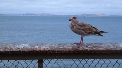 Brown Seagul overlooking the ocean Stock Footage 90114166