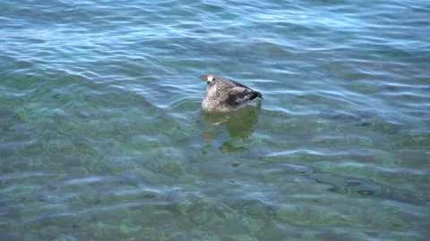 Brown seagull floating on shallow sea water Stock Footage 160544522