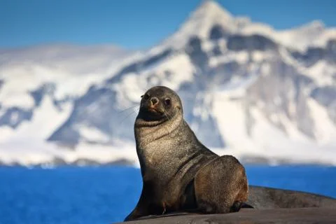 Brown seal Stock Photos