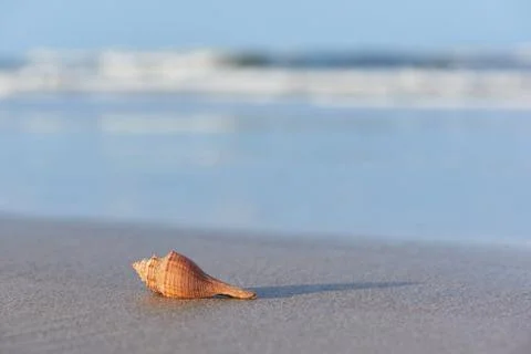 A brown seashell on the beach Stock Photos