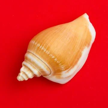 Brown seashell isolated Stock Photos